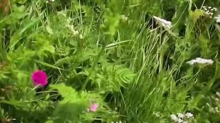 Nature’s Beautiful Escape ????