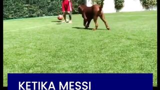 anjing jenis Dogue de Bordeaux yang berukuran raksasa dan sangat lincah