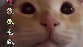 Ranking Funny Cat Moments #cat #viral #fails #funny