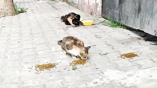 Let's make sure to feed stray cats.