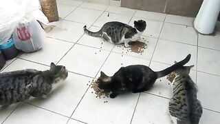 Bon appetite to the cats in my garden!