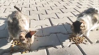 The joy of mother cats while eating.