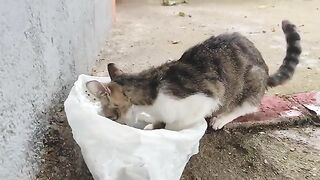Bon appetite to the mother cat!