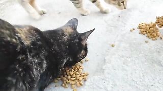 The joy in the eyes of the street cats when they saw me.