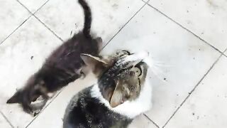 The boiled chicken bones I gave to the kittens strengthened their teeth.