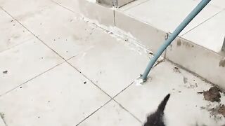 Feeding kittens is wonderful, and if you'd like to support us, just watch this video