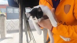 Pirate cat.