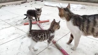 I had a party to meet the new kittens.