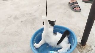 The pirate cat is in a good mood.