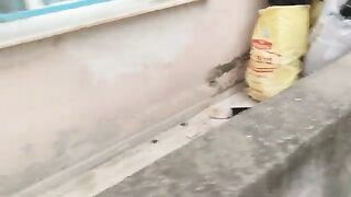The mother cat brought her four kittens with her.