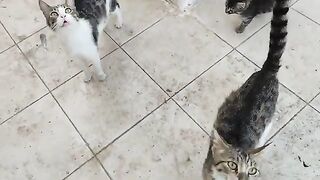 The mother cats were very hungry, I fed them all.