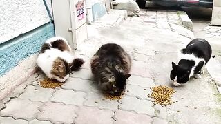 We should make it a habit to feed the stray cats we see on the streets.