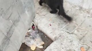 The cats, attracted by the smell of the food, ate it with relish.