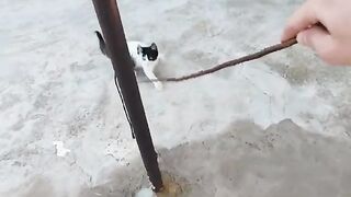 I'm playing with the pirate cat baby.