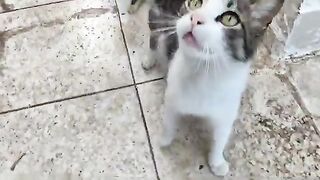 I gave the cats chicken and dry food; they liked the chicken more.