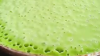 Martabak Klepon