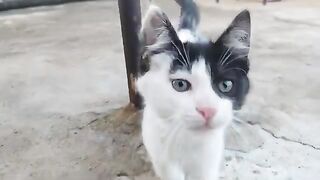 I visited the pirate cat, and I couldn't miss the happiness I saw.