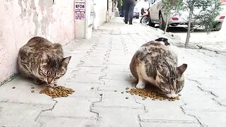 Bon appétit to the two stray cats.