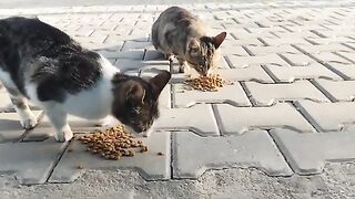 My street cats appeared before me when the door opened.