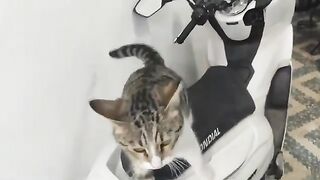 A mother cat comes to me every day for food for her kittens.