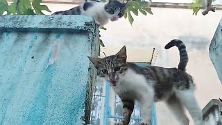 Mother cats and their kittens ate together.