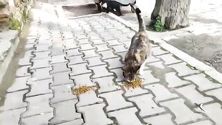 All the street cats are hungry and they're looking at us, wondering if we'll give them food.