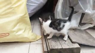 There are two mother cats in the video, I don't know where one of them is hiding her kittens.