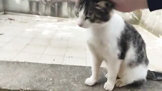 The mother cat and her kittens are happy as the weather gets warmer.
