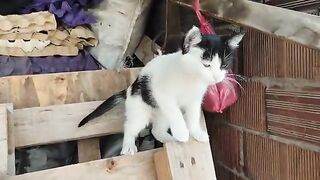 We adopted the cat you see and named him Pirate.
