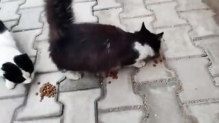 The identical street cats have had their fill.