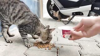 The beauties of the streets, which cannot speak to us and can only express themselves by meowing.