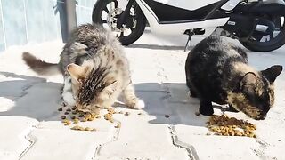 My street cats who always wait on the street and have difficulty finding food.