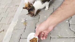 Aggressive cats get angry at each other when they see food.