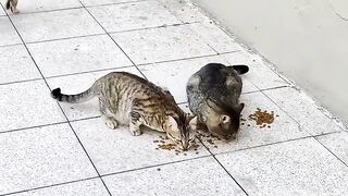 After feeding a few cats, other stray cats also arrived.