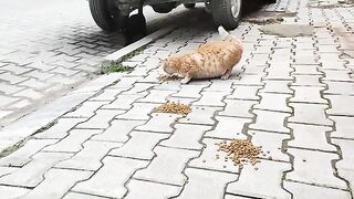 The orange cat , asking me for help.