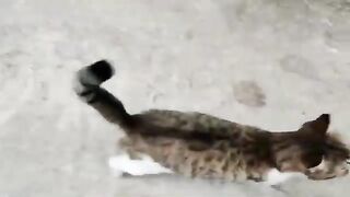 The stray cat is very hungry and doesn't care about its surroundings.