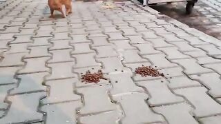 I left food by the trash can for stray cats searching for food there.