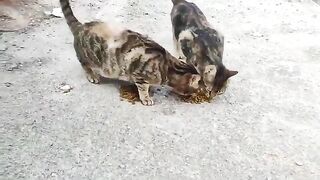 The street cats were very hungry and ran to find food.