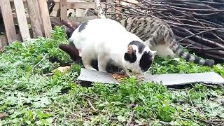 Feeding stray cats on a nice day.