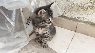 I spent some time playing with the kittens.