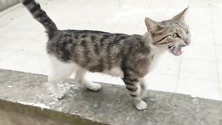 Hungry stray cats jumped on me and scratched my hand.