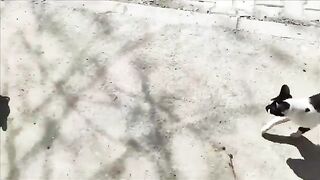 Enjoy your meal, street cats, they were having a great time in the sunshine.