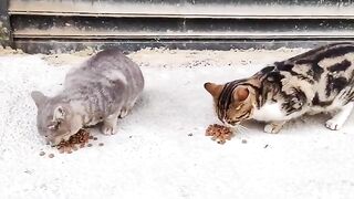 I saw two hungry stray cats wandering the streets and left them some food.