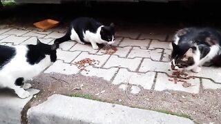 Let's make an effort to feed the hungry, silent creatures we see on the streets.