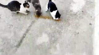 Three stray cats have had a full meal, bon appetite!