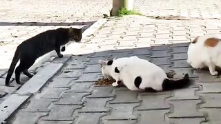 Two cats ate their fill, but one waited for its turn to eat.