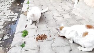I fed the white cats waiting for me on the street to my heart's content.