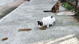 I fed the stray cats that saw me; bon appetite!