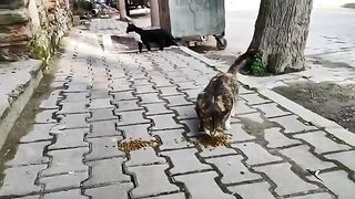 I left food for the stray cats waiting by the trash can.
