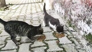 I fed the kitten and the big cat.